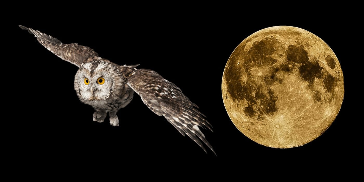 Moonbirds NFT Sells for $1 Million Within a Week of Launch - Crypto News  Australia